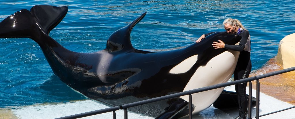 An Orca Has Been Taught to "Say" Human Words in a World-First