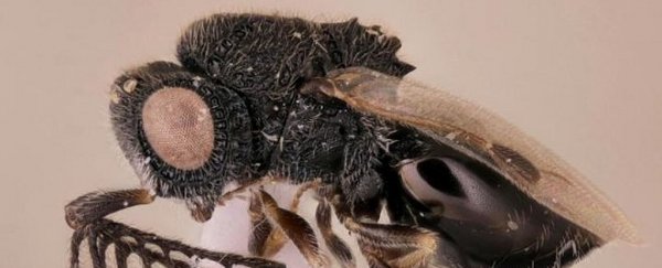 This parasite wasp uses saw-like spikes to cut its host open from the inside