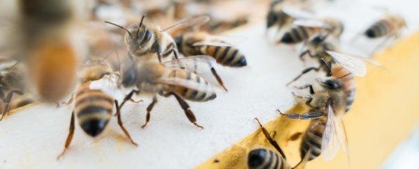 Two boys in Iowa have been charged with killing half a million honeybees