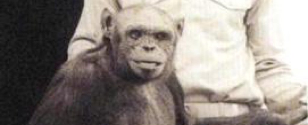 Ethical/philosophical question of the day - trans-monkeyism - Faith