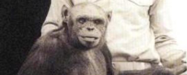 Scientist claims US lab engineered 'humanzee' human-chimp hybrid 100 years ago