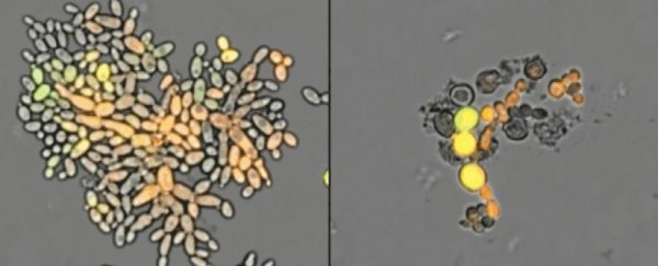 Scientists are engineering GMO species to self-destruct after breeding in the wild