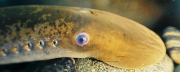 Humans share a relevant gene with this fish that can repair its spinal cord