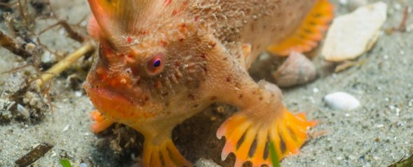 The world's rarest fish just doubled in known population