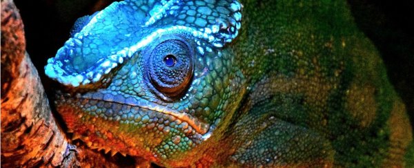 Surprise! Chameleons have stunning facial patterns that glow under UV light
