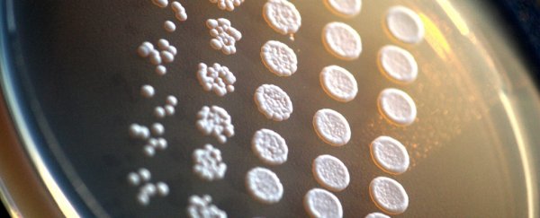 Scientists counted all the protein molecules in a cell and the answer really is 42