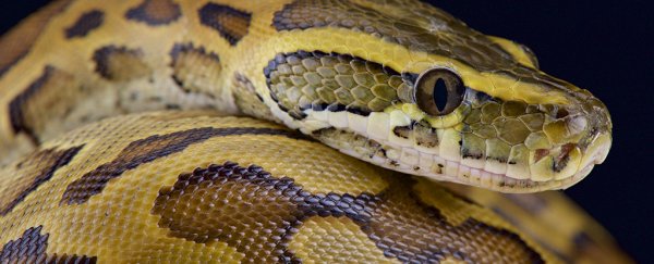 Mystery death of snake keeper ruled 'misadventure' with an overly cuddly python