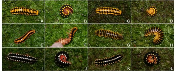 This insanely colourful millipede can kill 18 adult birds