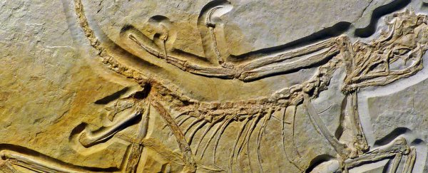 This amazing fossil shows world's earliest birds evolved just like Darwin's finches