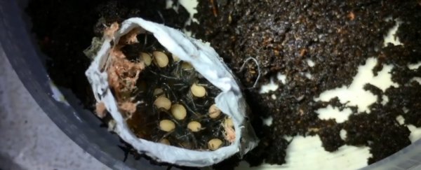 This wriggling sac of deadly baby spiders has Australian researchers excited