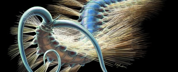 This bizarre fossil worm from 508 million years ago has scientists excited