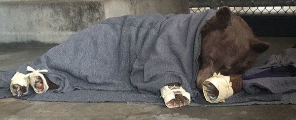 These burnt bears healed amazingly fast thanks to a weird type of bandage