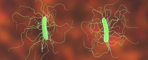 A common sugar additive could be driving the rise of one of the most aggressive superbugs