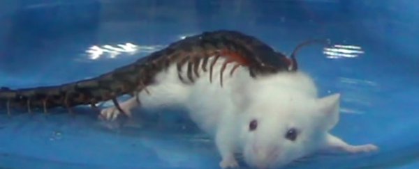 Centipedes can kill animals 15 times their size thanks to this "spooky toxin"