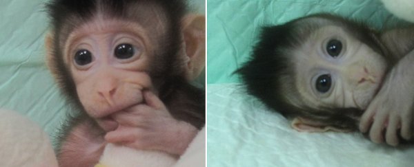 These Are The First-Ever Monkeys Cloned Using an Advanced Technique