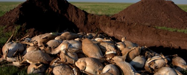 Here's why 200,000 endangered antelopes dropped dead in Kazakhstan