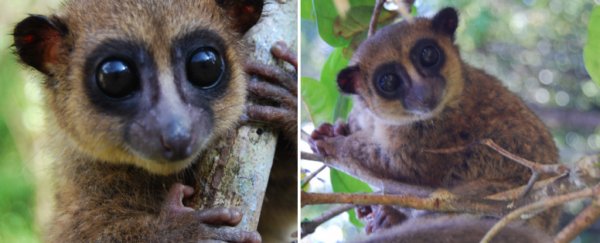This newly discovered tiny lemur from Madagascar is so cute we just can't deal