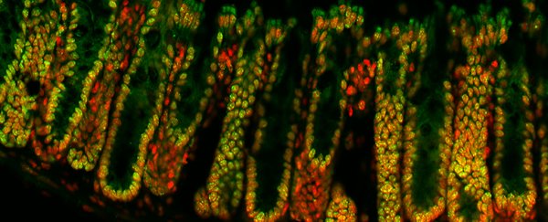 Bacteria living in our gut are hijacking and controlling our genes