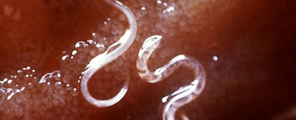 A Canadian Couple Got Attacked by Hookworms During Vacation