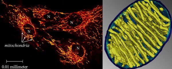 Mitochondria within cells could be way hotter than the rest of our bodies