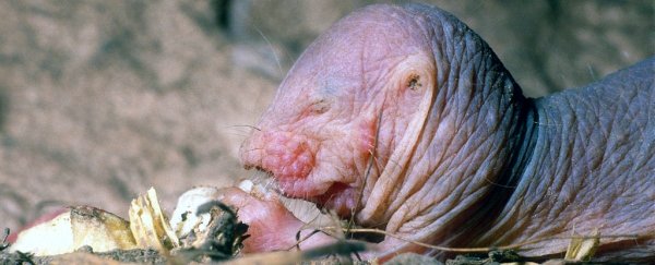 Scientists Just Found Naked Mole Rats Have Another Freaking Weird  Superpower : ScienceAlert