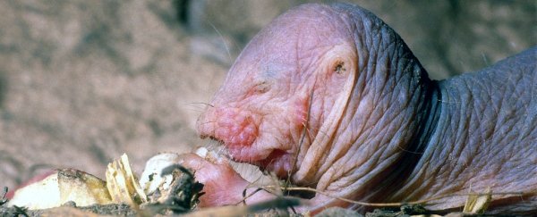 Scientists just found naked mole rats have another freaking weird superpower
