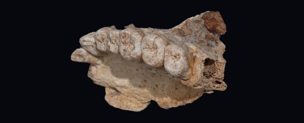 A human fossil has just been confirmed as the oldest found outside of Africa