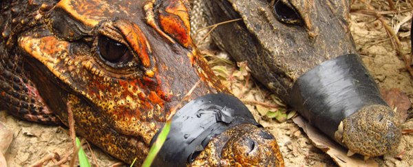 These bright orange crocodiles could be evolving into a new species