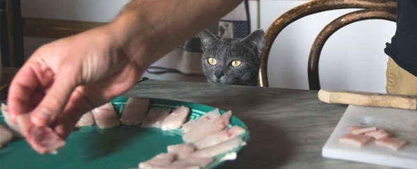 Feeding your cat or dog a raw meat diet could actually be dangerous
