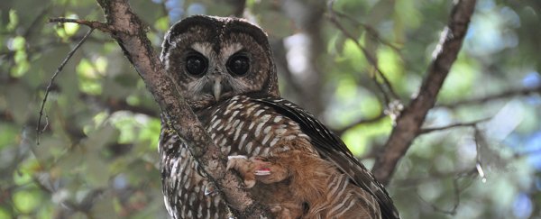 Endangered owls are being fatally poisoned by illegal US marijuana farms