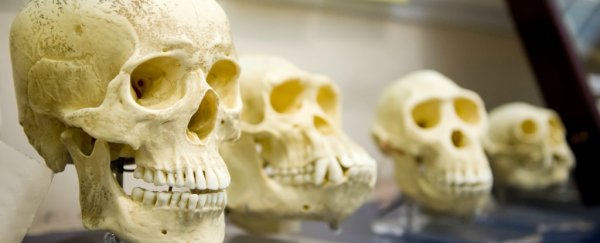 Modern human brains have only been around for a surprisingly short time