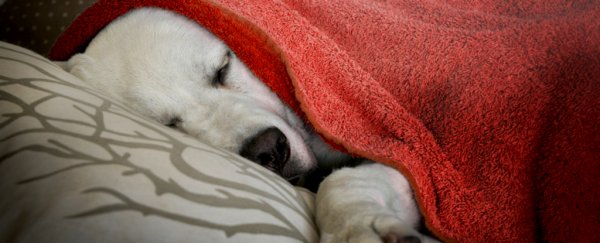 Here's why naps are really good for you, according to science