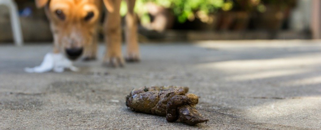 should dogs eat their own poop