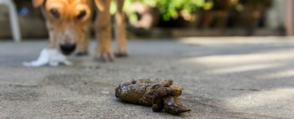 We might finally know why dogs love to eat poop