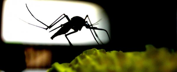 Mosquitoes are much better at learning than we ever suspected