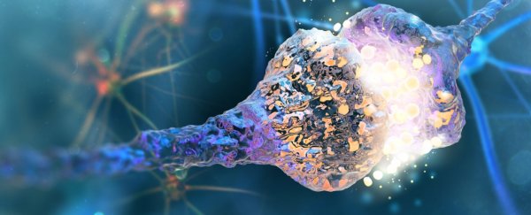 MIT engineers have designed a chip that behaves just like brain cell connections