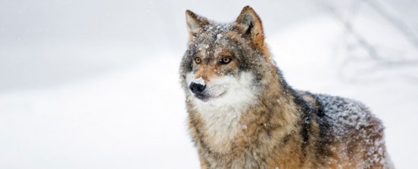 After more than 100 years, wild wolves are finally returning to Belgium
