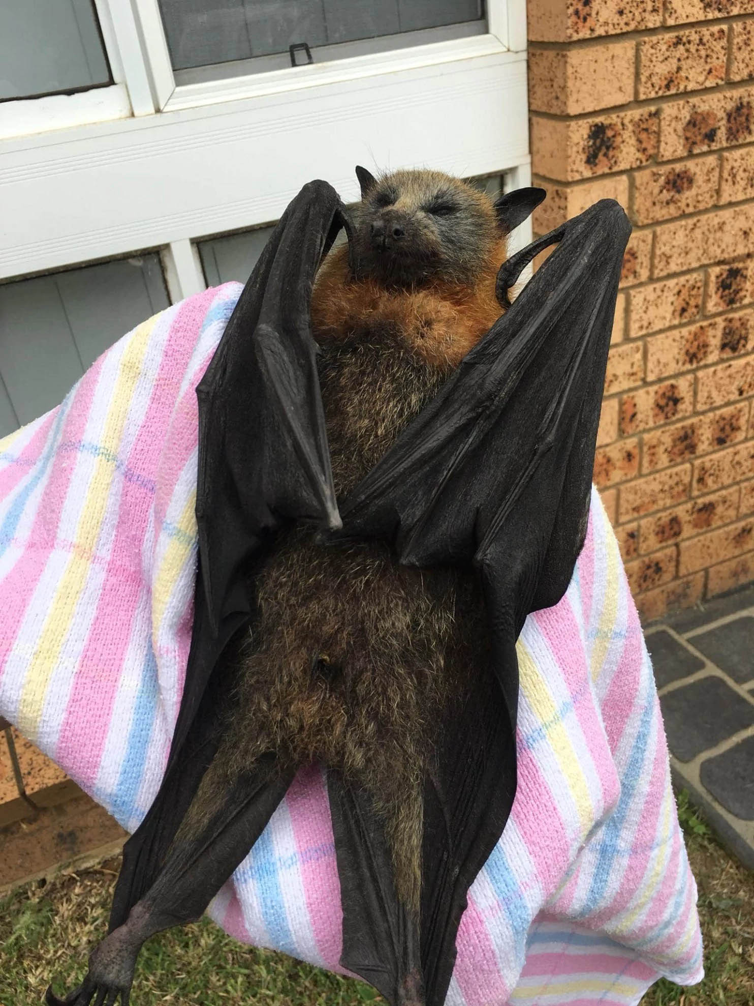 rescued baby bat