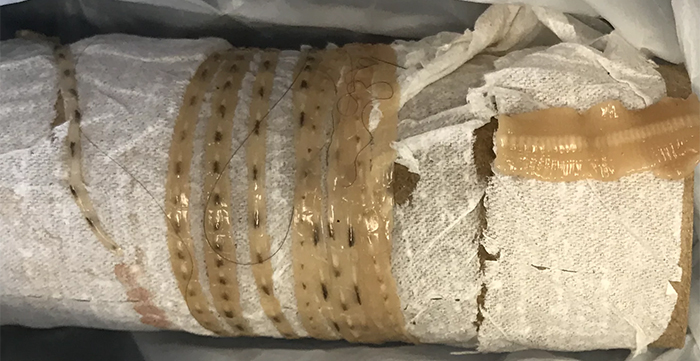 sashimi tapeworm wrapped around a cardboard tube