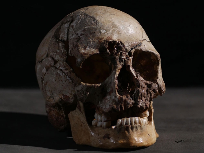 cheddar man skull