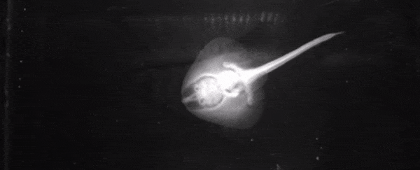 The first fish to evolve the ability to walk never even left the ocean