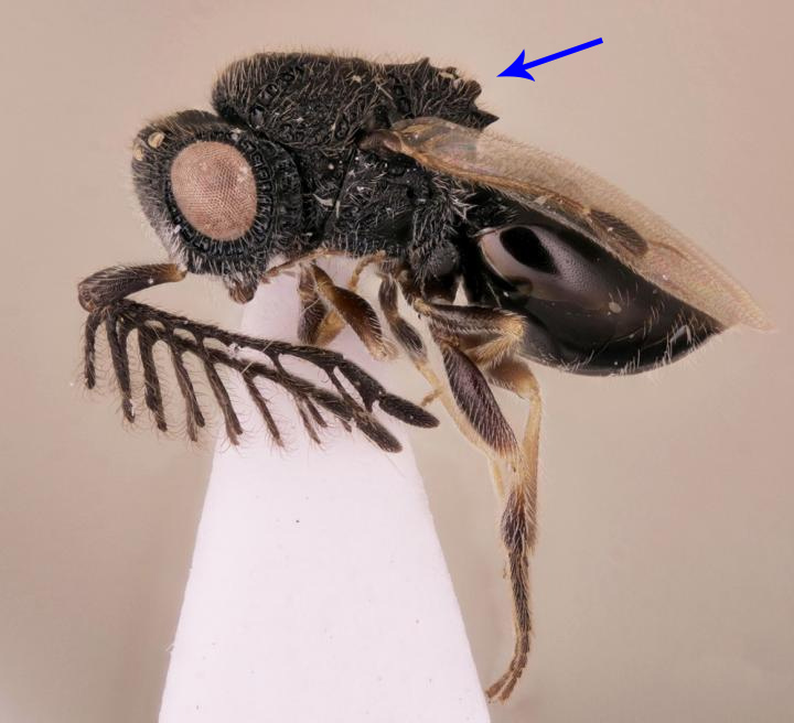 parasite wasp full image
