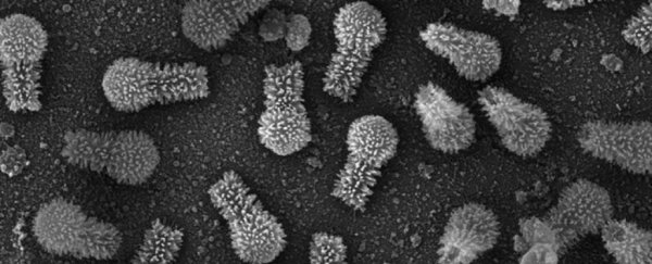 These viruses found in Brazil are so huge they're challenging what we think a 'virus' is