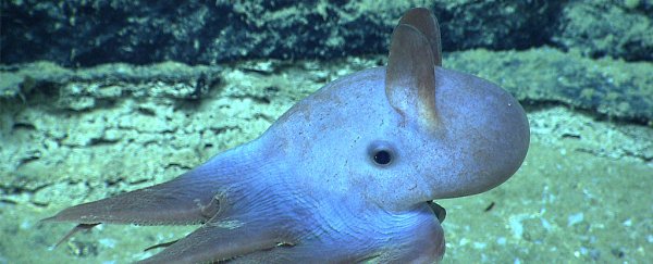 First-ever video of baby 'dumbo' octopus is so adorable we can't deal