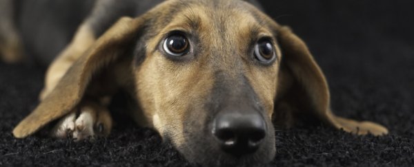 Here's the simple science of why some dogs have floppy ears