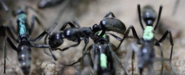 Fierce warrior ants are the first insects ever observed to treat their wounded soldiers