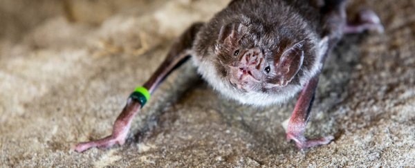 We finally know how vampire bats are able to drink blood and survive