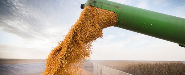 A review of 6,000 studies over two decades delivers its verdict on GMO corn