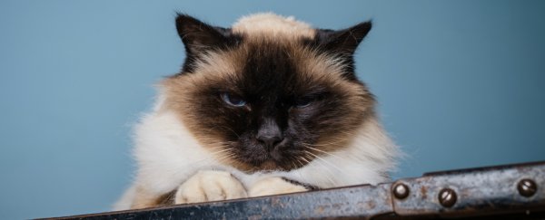 Science reveals there are surprising benefits of being a pessimist