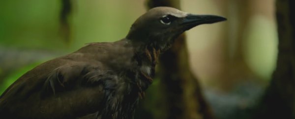 This mysterious tree appears to kill birds just for the heck of it